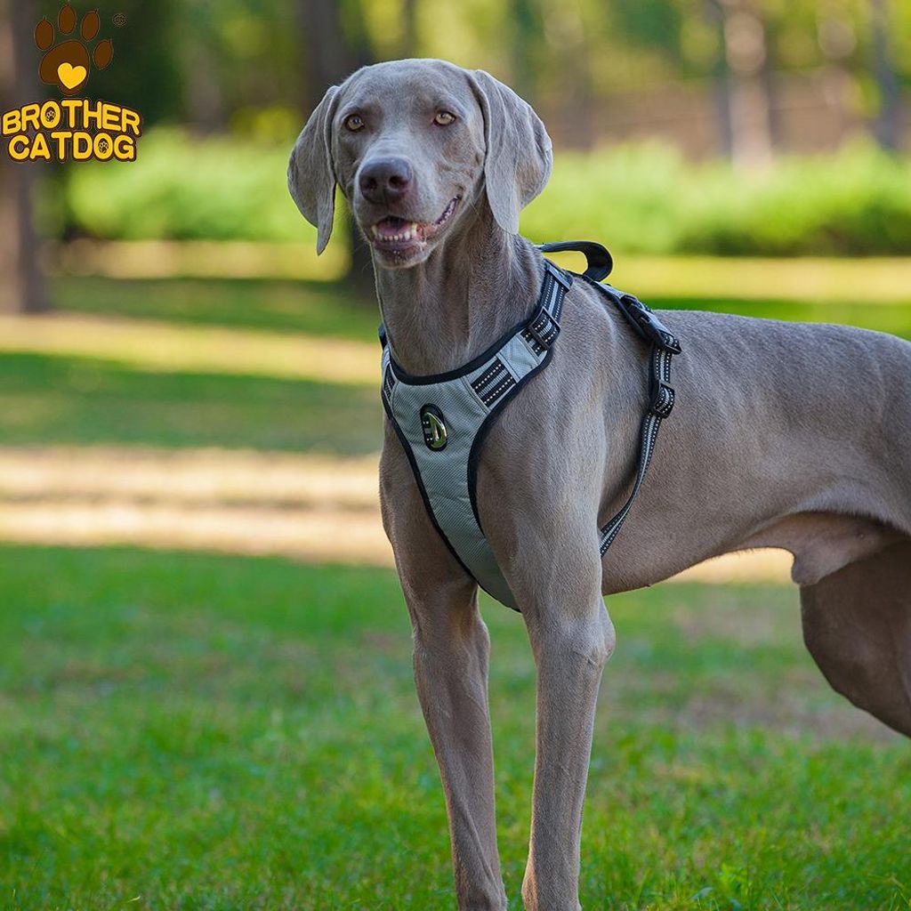 Brother Cat Dog Gepolstertes Geschirr grau/schwarz, Größe: S