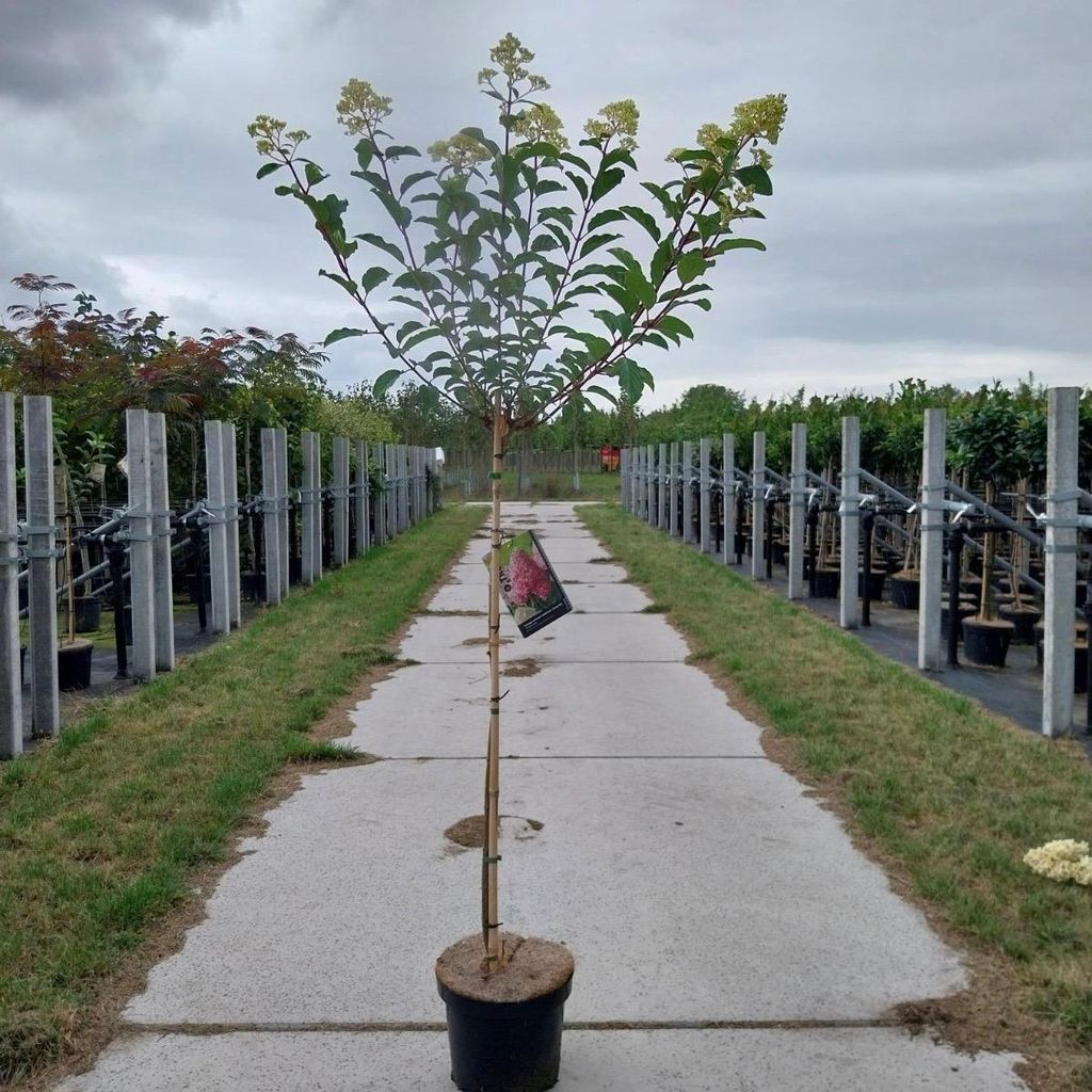 Hydrangea pan. Vanille-Fraise® ('Renhy'PBR) - Hortensie | Produktbild 