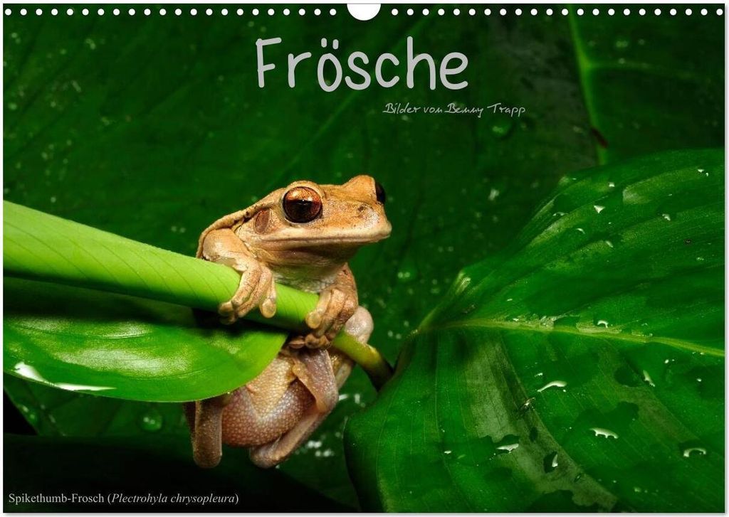 Frösche (Wandkalender 2026 DIN A3 quer), CALVENDO Monatskalender