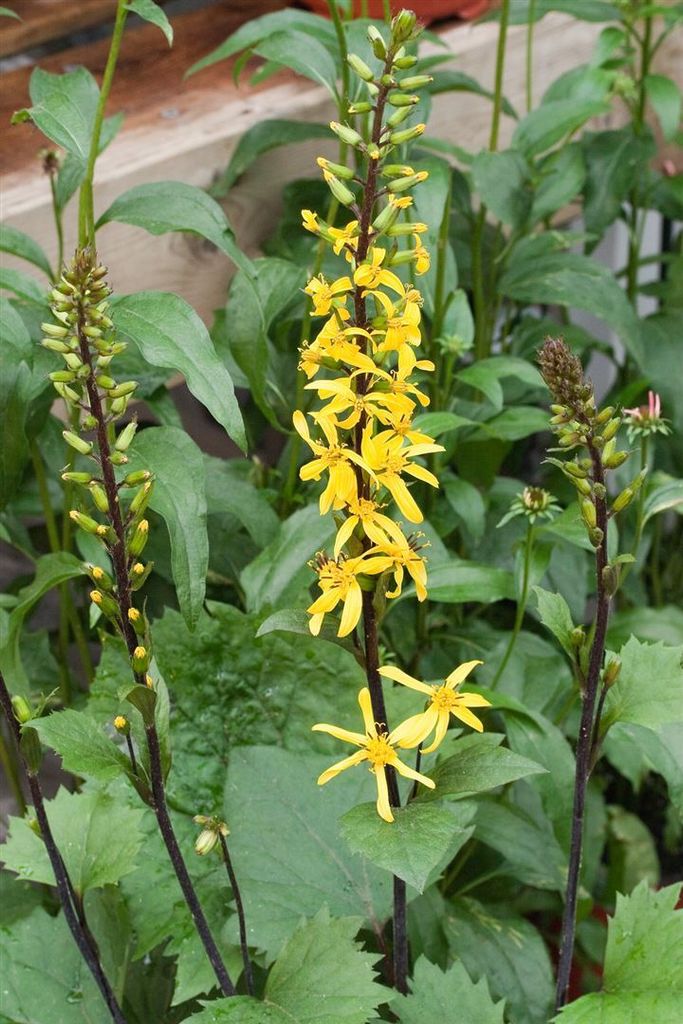 Ligularia stenocephala, ca. 11x11 cm Topf, gelbe Blüten, robust