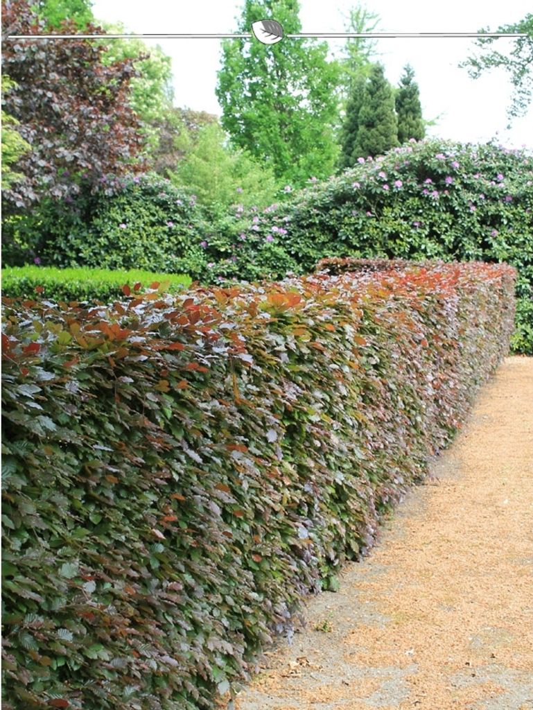 Blutbuche Fagus sylvatica Atropunicea 60-80 cm Wurzelnackt, 500x Heckenpflanze
