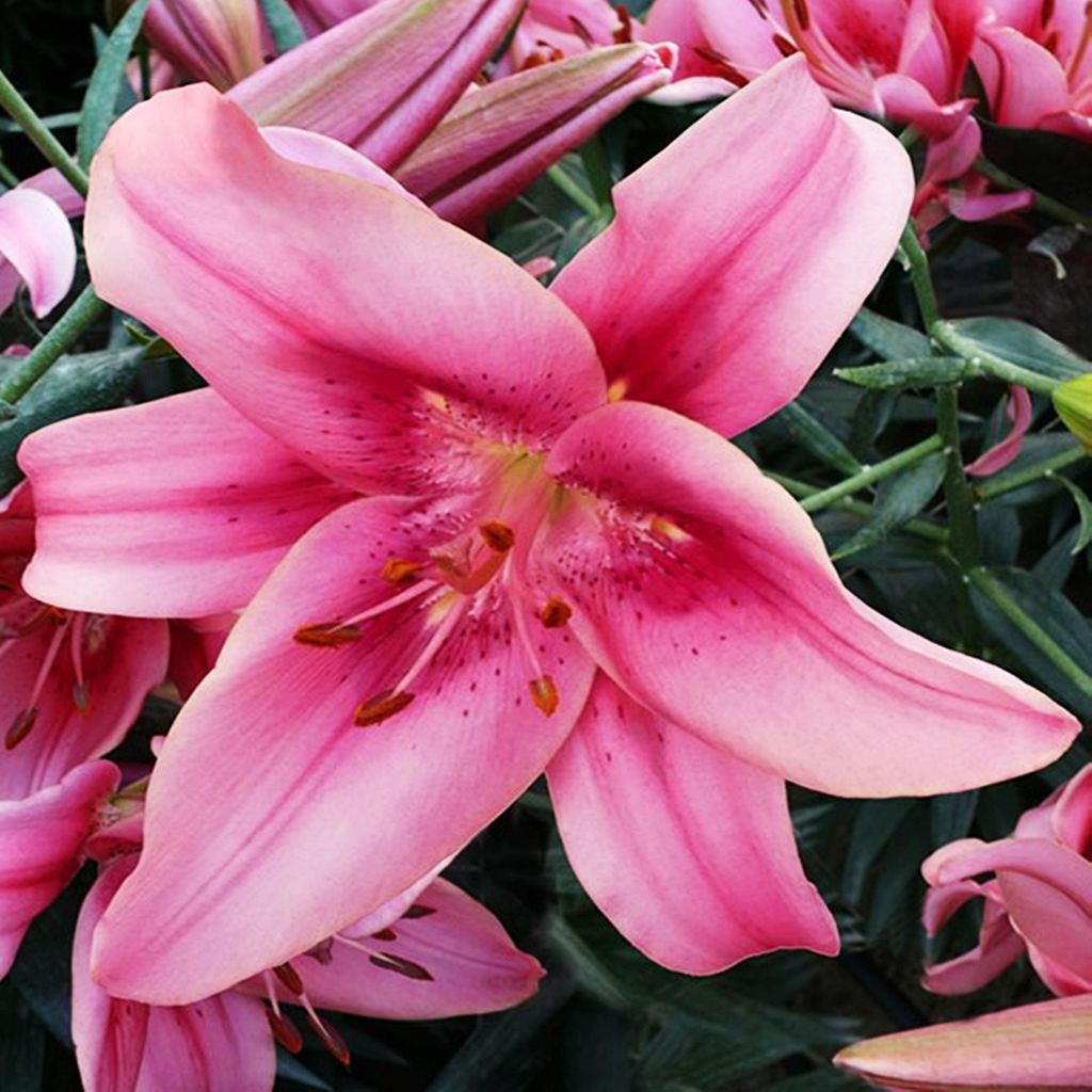 Lilie Lilium winterhart und mehrjährig Lilia AOA Hybride Produktbild 