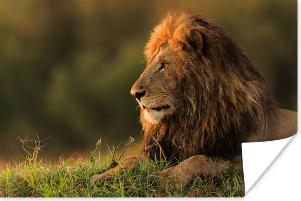 MuchoWow Poster Sonnenaufgang - Löwe - Gras 120x80 cm - Bilder