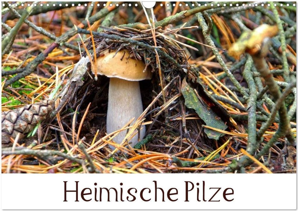 Heimische Pilze (Wandkalender 2026 DIN A3 quer), CALVENDO Monatskalender