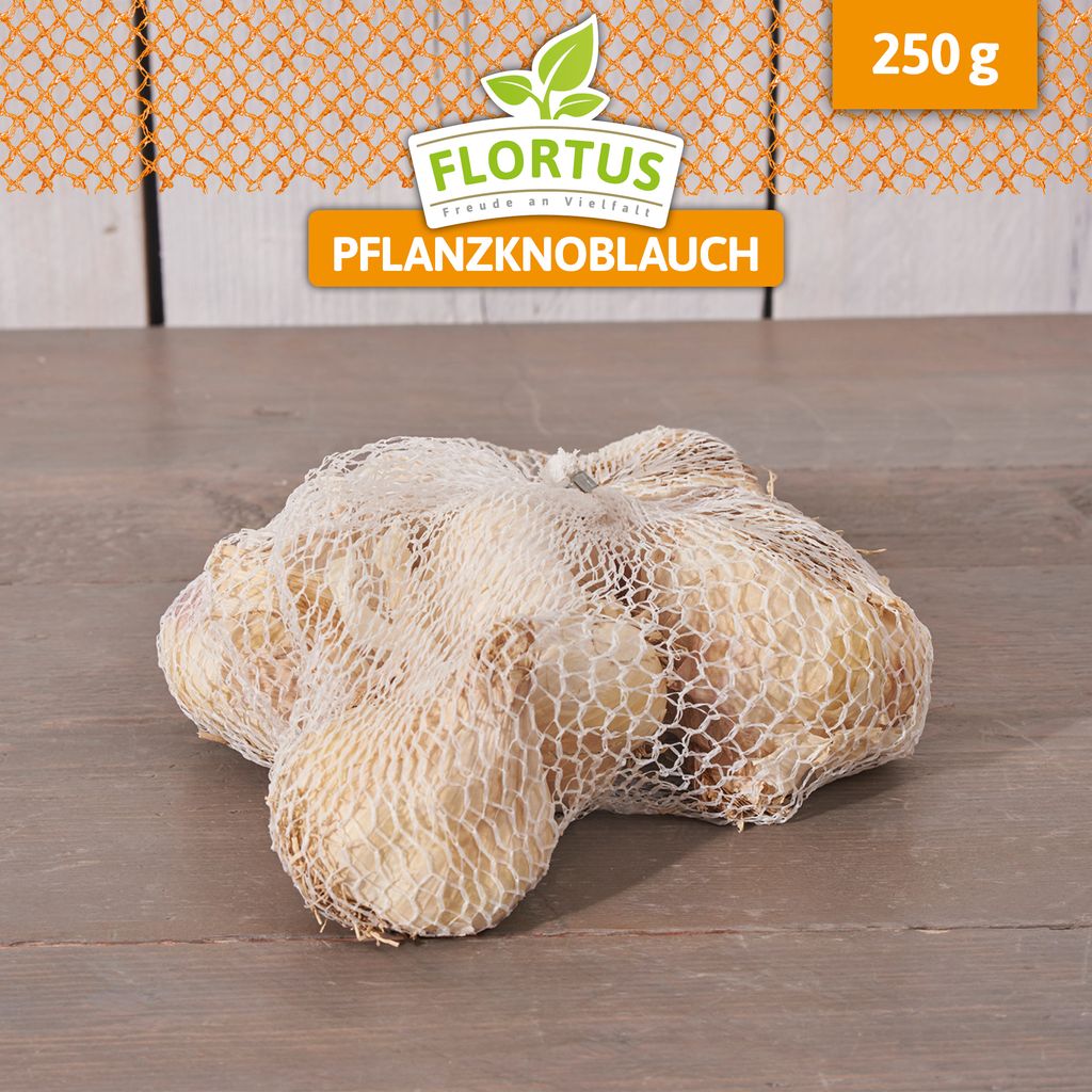 Artikelbild 4 von 'Winterpflanzknoblauch Messidrome' aus der Kategorie Winterpflanzknoblauch