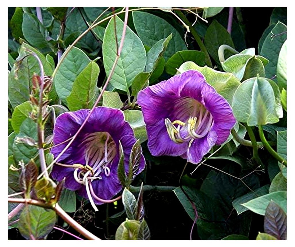 Einjährige Kletterpflanze Violett, kräftiger Ranker, Blüte ab August, Portion