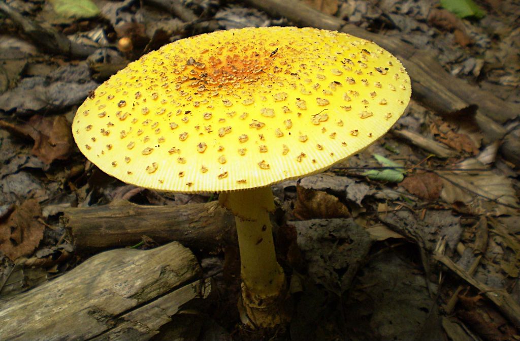 hansepuzzle 39749 - Pilz Puzzle, 500 Teile, Wissenschaft, 46,0 x 30,0cm mit hochwertiger Aufbewahrung, Kartonbox und wiederverschließbarem Beutel