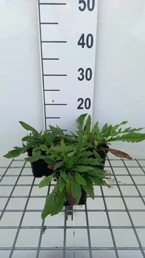 Knautia macedonica Red Knight : Floraison Rouge Intense en 6 Pots