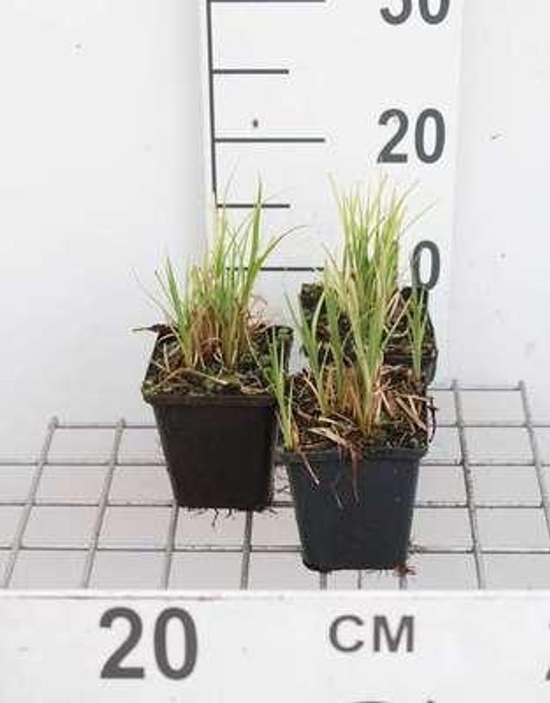 6 x Carex acutiformis - Sumpf-Segge - Topf 9 x 9 cm