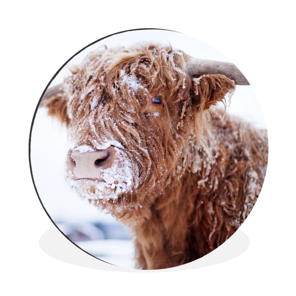 MuchoWow Aluminium Wandkreis Schottischer Highlander - Schnee - Braun Ø 30 cm Wanddeko Modern Wohnzimmer - Wand Bild - Wohnzimmer - Runde Bilder...