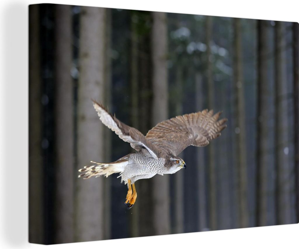 OneMillionCanvasses - Leinwandbilder - 140x90 cm, Ein Falke im Flug vor einem bewaldeten Hintergrund, Wandbilder Kunstdruck Wanddekoration - Foto...