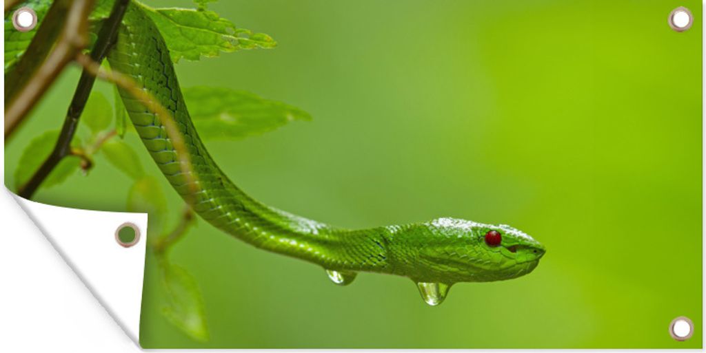 MuchoWow 80x40 cm Outdoor-Poster Gartendeko Sichtschutz Garten Poster für den Garten Grüne Schlange aus der Nähe