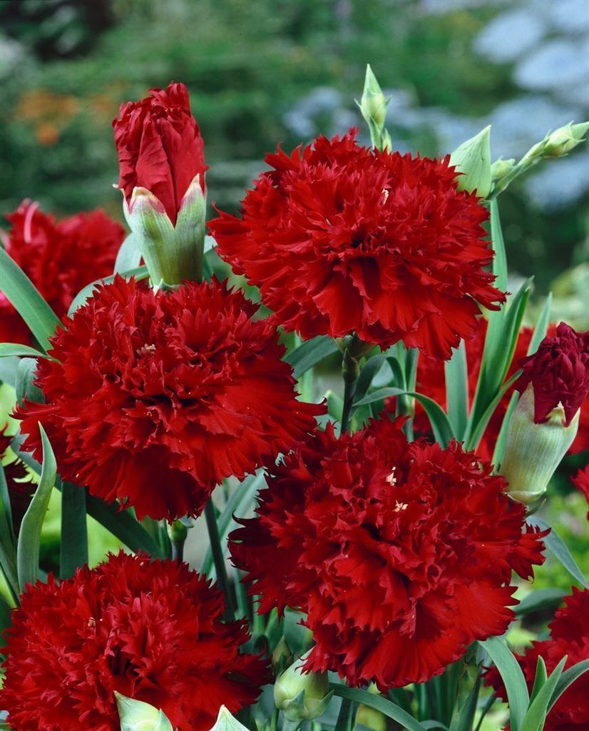 Dianthus gratianop. 'Rubin', Nelke, rubinrot, ca. 9x9 cm Produktbild 