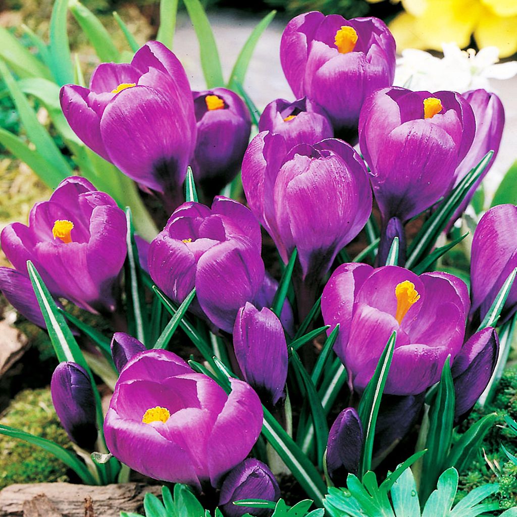 Krokus Fioletowy  50 szt Krokusy Cebulki Cebule Krokusów Zdjęcie produktu 