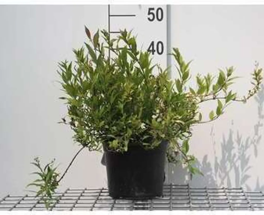 Deutzia Nikko pour Jardin et Terrasse - Arbuste Compact 25-30 cm