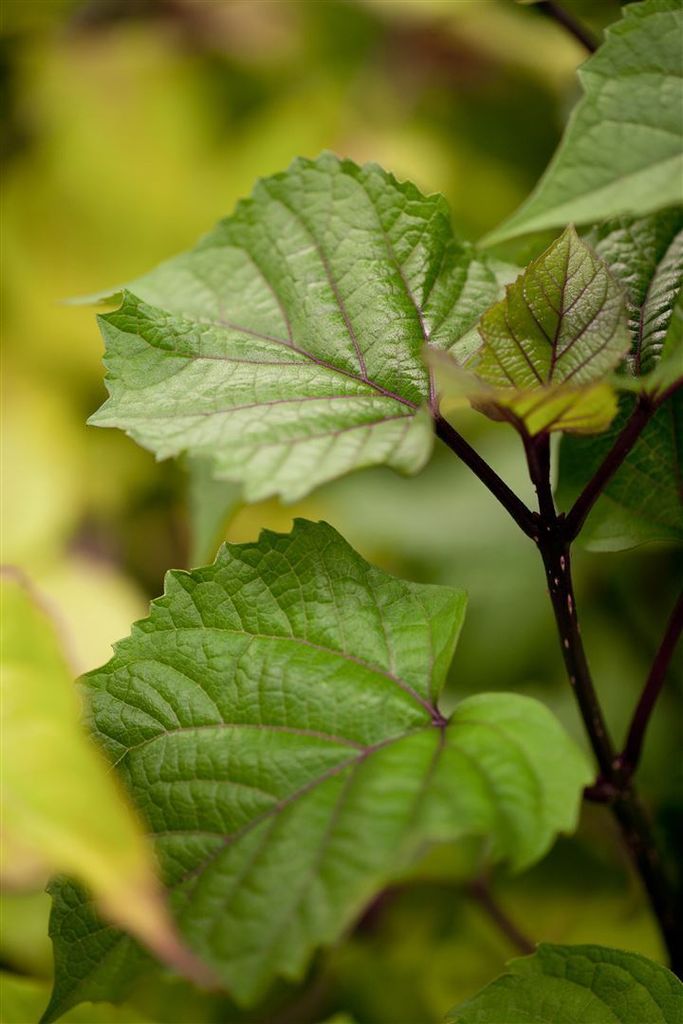 Heptacodium miconioides, Sieben-Söhne-des-Himmels-Strauch, 80–100 cm