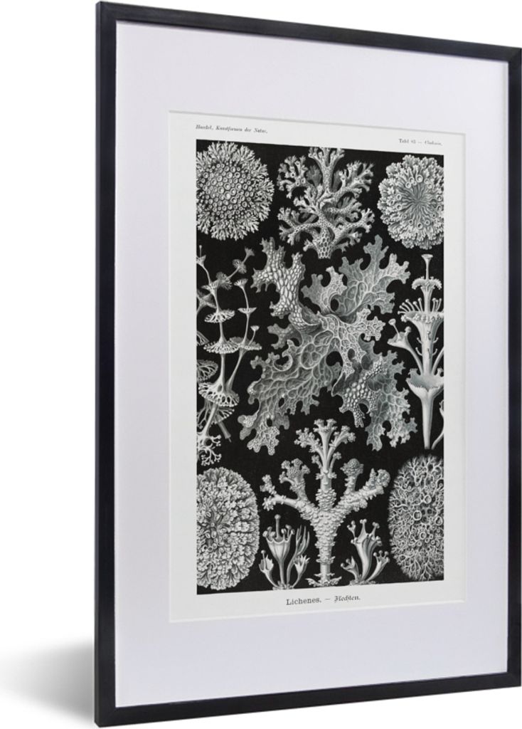 MuchoWow Gerahmtes Poster Kunst - Koralle - Ernst Haeckel - Alte Meister - Natur 40x60 cm - Poster mit Schwarzem Bilderrahmen Wandposter Rahmen F...