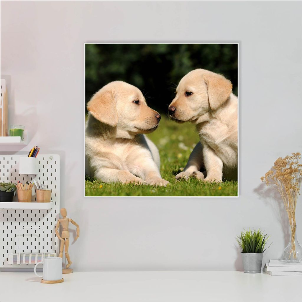 Design Stahlmagnettafel Quadratisch 50x50cm Labrador