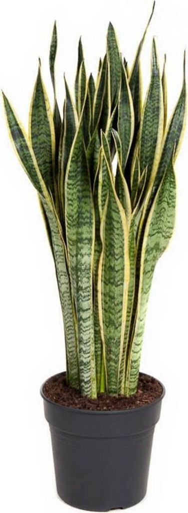 Bogenhanf Sansevieria Laurentii - 30 cm Topf, 100 cm Höhe