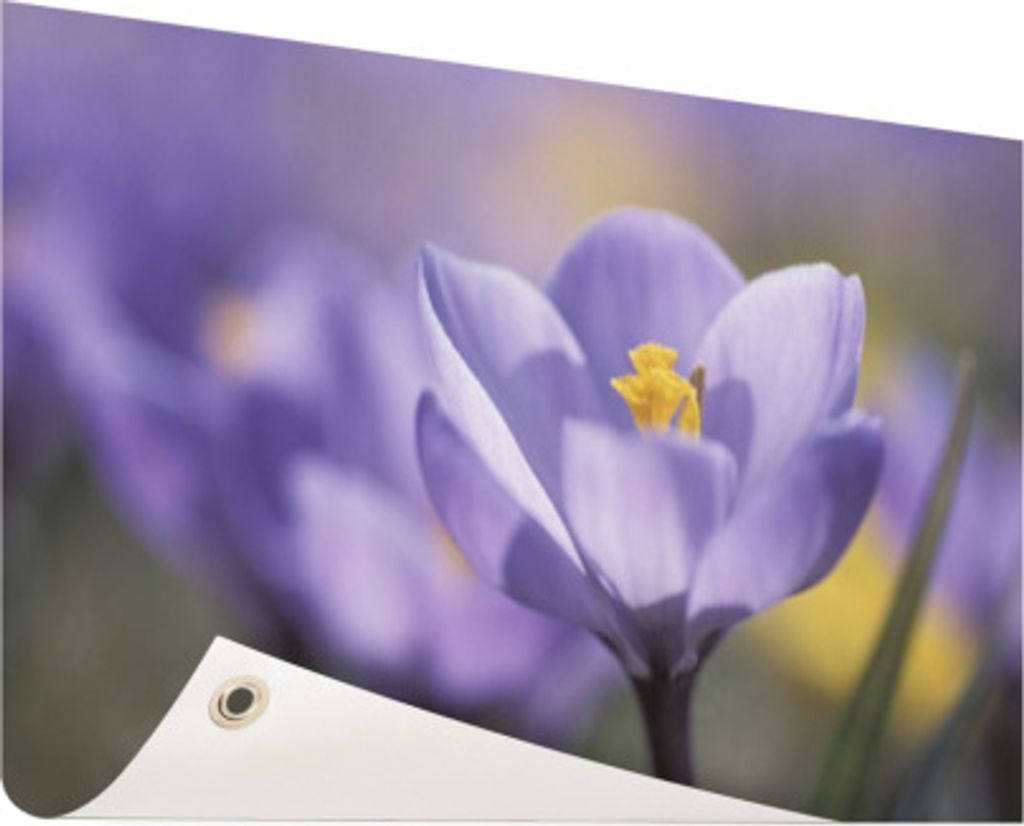Gartenposter - 120x80 cm - Blühende violette Blume - Modernes Wandbilder - Natur