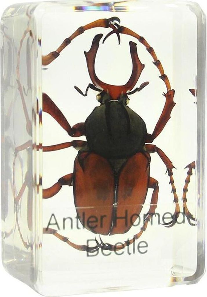 Omegon Dauerpräparat Hirschkäfer