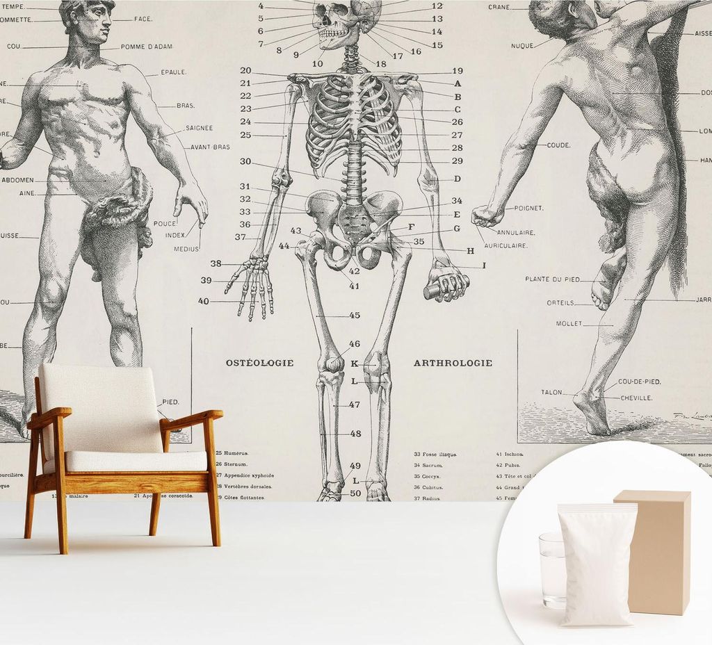 Fototapete - 312x219 cm - Tapete - Wandtapete - Wandbilder - Dekofolie - Tapete Folie - Wand - Dekoration - Wohnzimmer - Klassische Anatomie