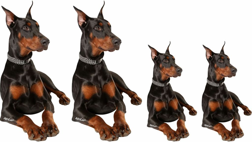 AdriLeo - Aufkleber 4er-Set - schwarzer Dobermann - Autoaufkleber Sticker Hund