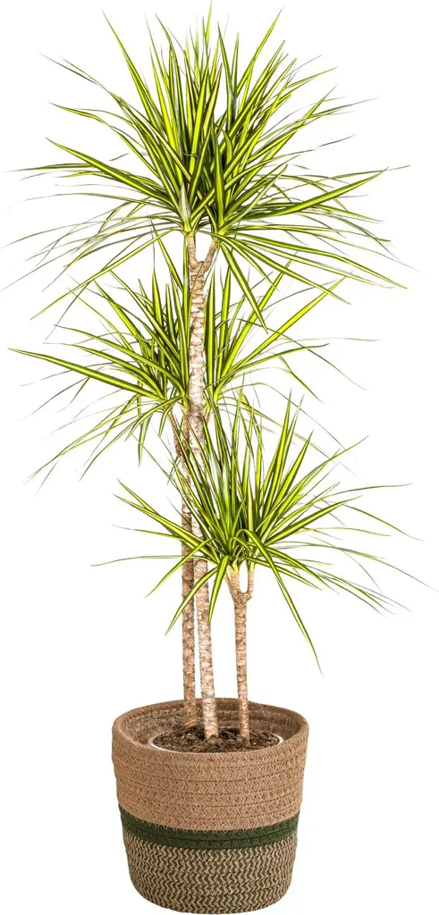 Dracaena Marginata Sunray Ø24cm H130-150cm - Plante avec Panier Inclus