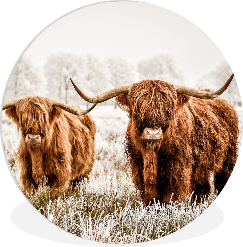 MuchoWow Rundes Wandbild - Runde Bilder Schottischer Highlander - Kuh - Tiere Ø 60 cm Kreis Wanddekoration Kunststoff - Wandkreis - Wandschmuck ...