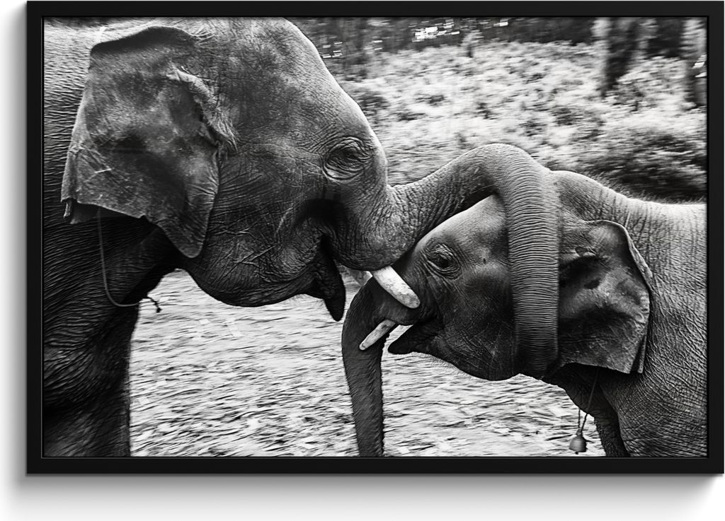 MuchoWow MuchoWow Gerahmtes Poster Elefant - Tiere - Natur - Schwarz und weiß 90x60 cm - Poster mit zchwarzem Bilderrahmen - Fotorahmen - Foto...
