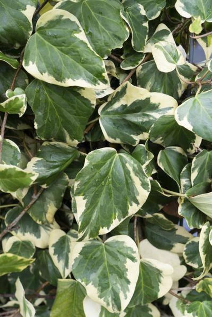 Hedera colchica Dentata Variegata Buntlaubiger Efeu Kletterpflanze 65cm Ø15cm