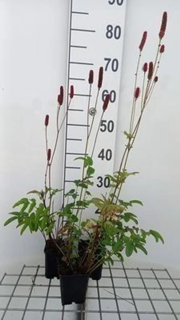 Sanguisorba Blackthorn Pimpinelle - 6 plants en godets - Floraison sombre