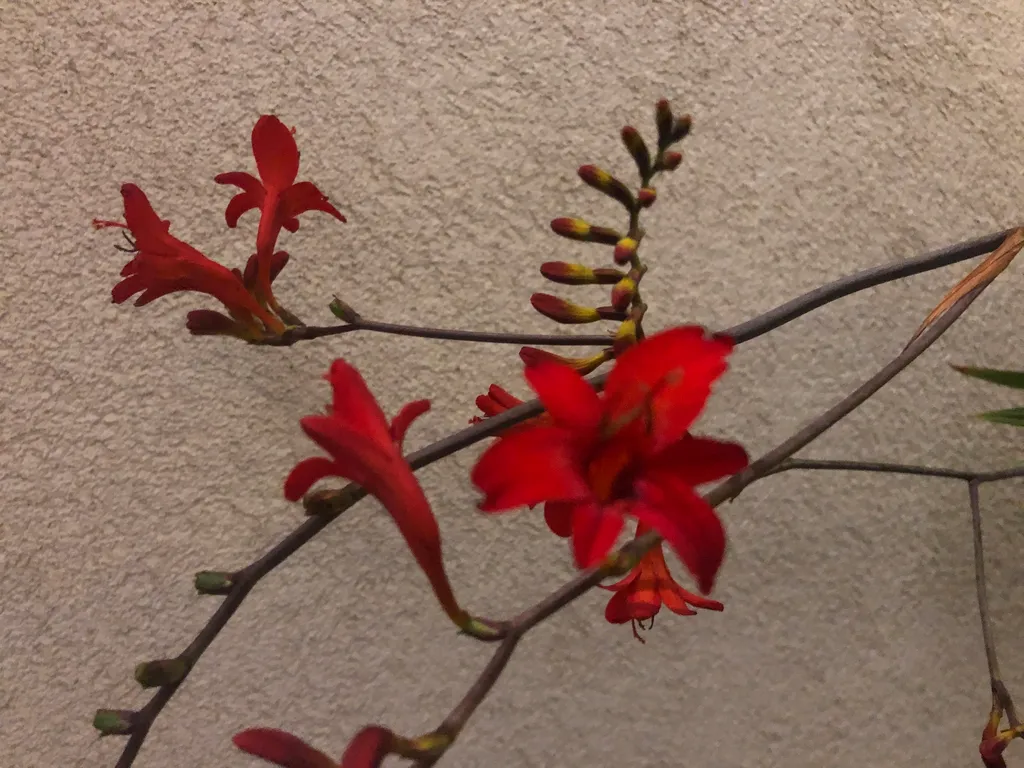 Plante vivace Crocosmia Lucifer - Lot de 6 bulbes en pot pour massif
