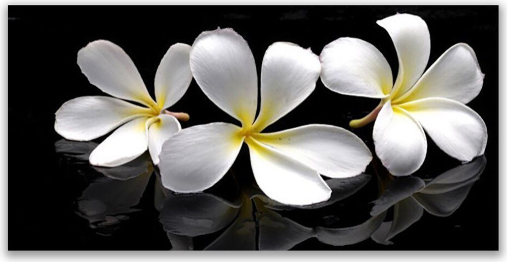 Glasbilder 140x70 Wandbild Druck auf Glas Blumen Pflanzen