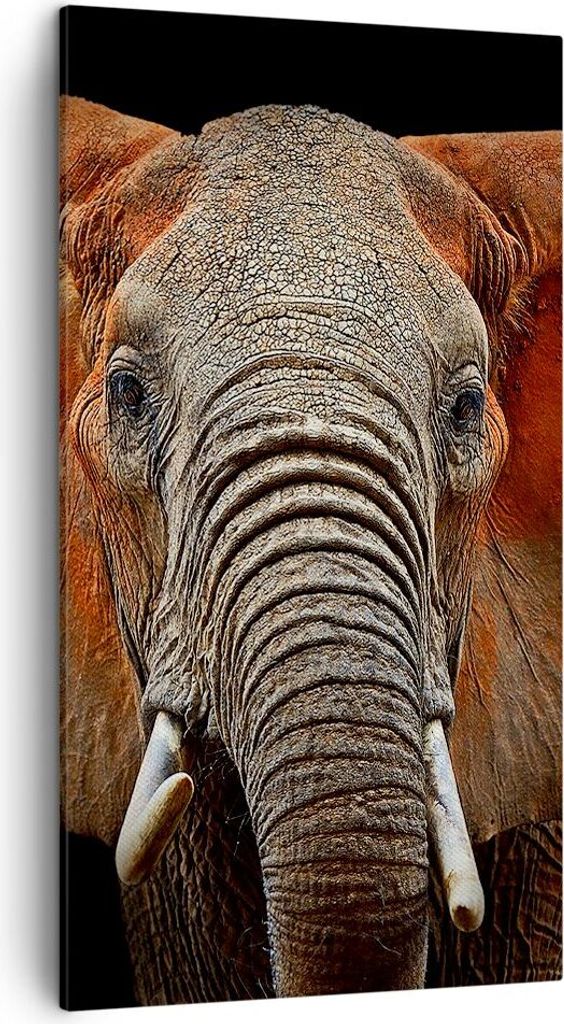 Bild auf Leinwand - Leinwandbild - Einteilig - Elefant Rot Ohren - 45x80cm - Wand Bild - Wanddeko - Wandbilder - Leinwanddruck - Bilder - Wanddekor...
