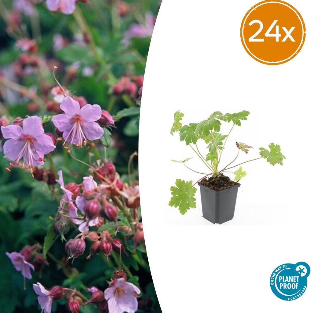 Geranium macr. 'Ingwersen's Var.' - Bodendecker - Produktbild 