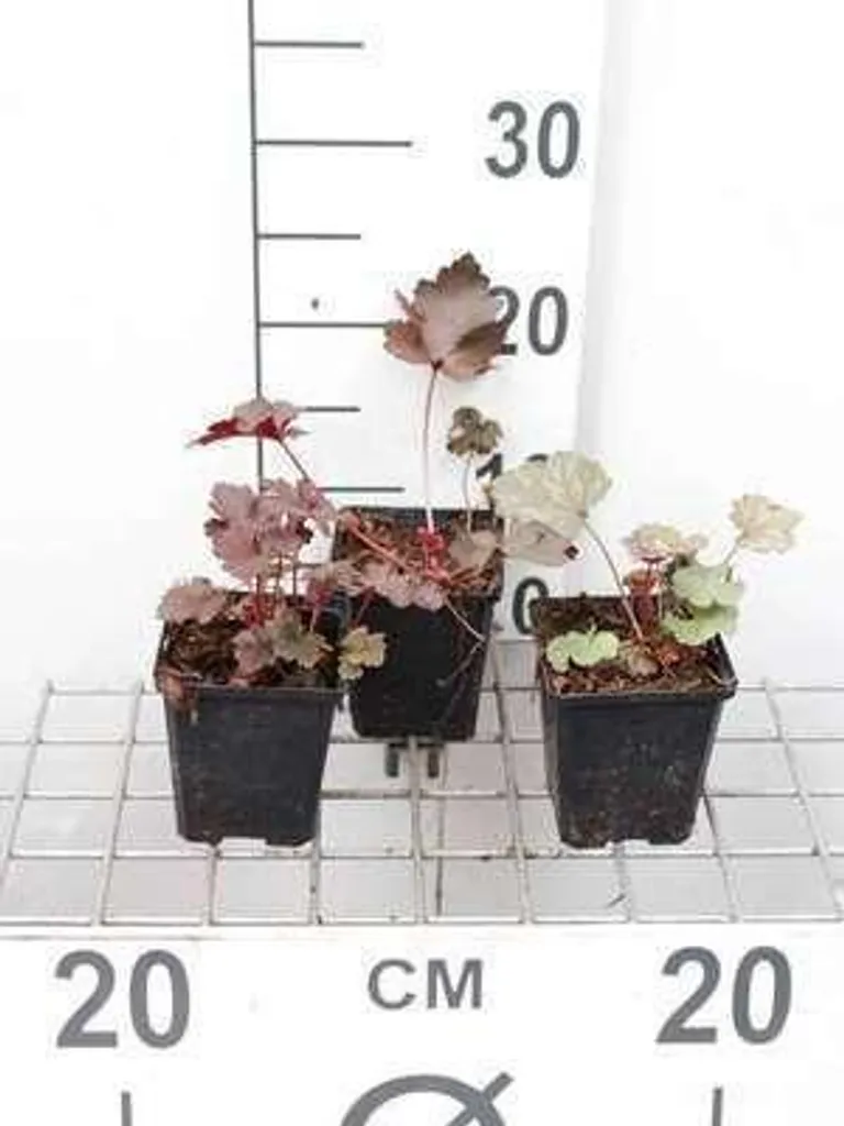 Heuchera Black Beauty : Feuillage Pourpre Intense en lot de 6 pots 9cm