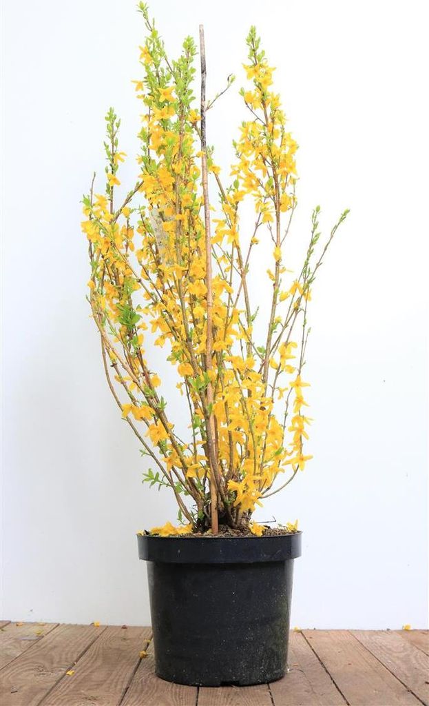 Forsythia 'Lynwood', Goldglöckchen, leuchtend gelb, 60–80 Produktbild 