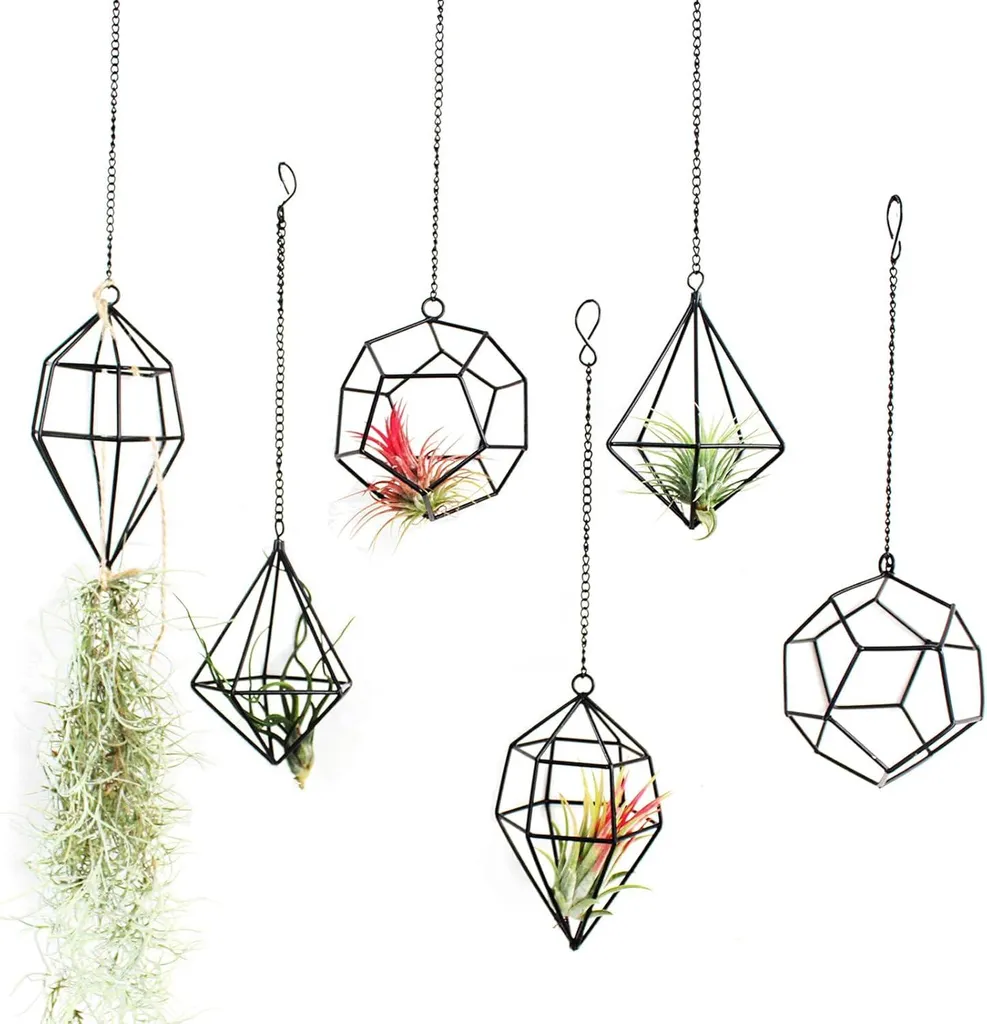 Support Tillandsia Géométrique Noir en Métal Robuste - Pack de 6