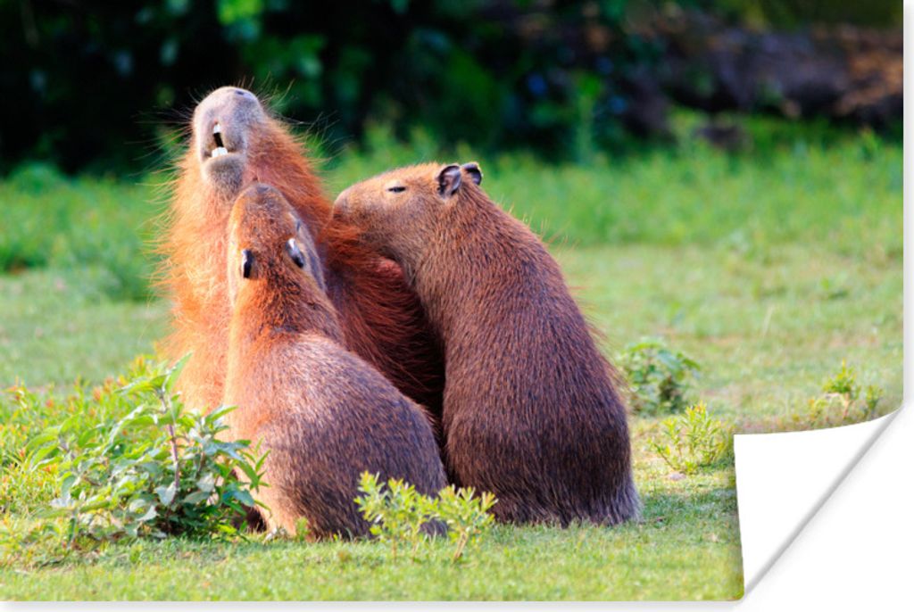 MuchoWow Poster Eine Familie von Capybaras in einer Grünanlage 120x80 cm - Bilder
