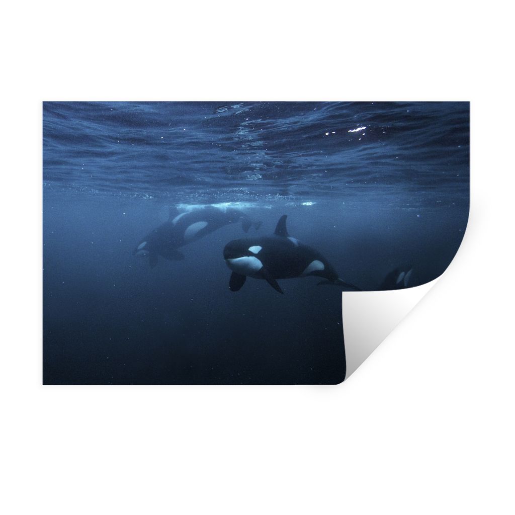 MuchoWow Wandtattoo Wandsticker Wandaufkleber Orcas unter Wasser 120x80 cm Selbstklebend und Repositionierbar - Selbstklebend - Fototapeten