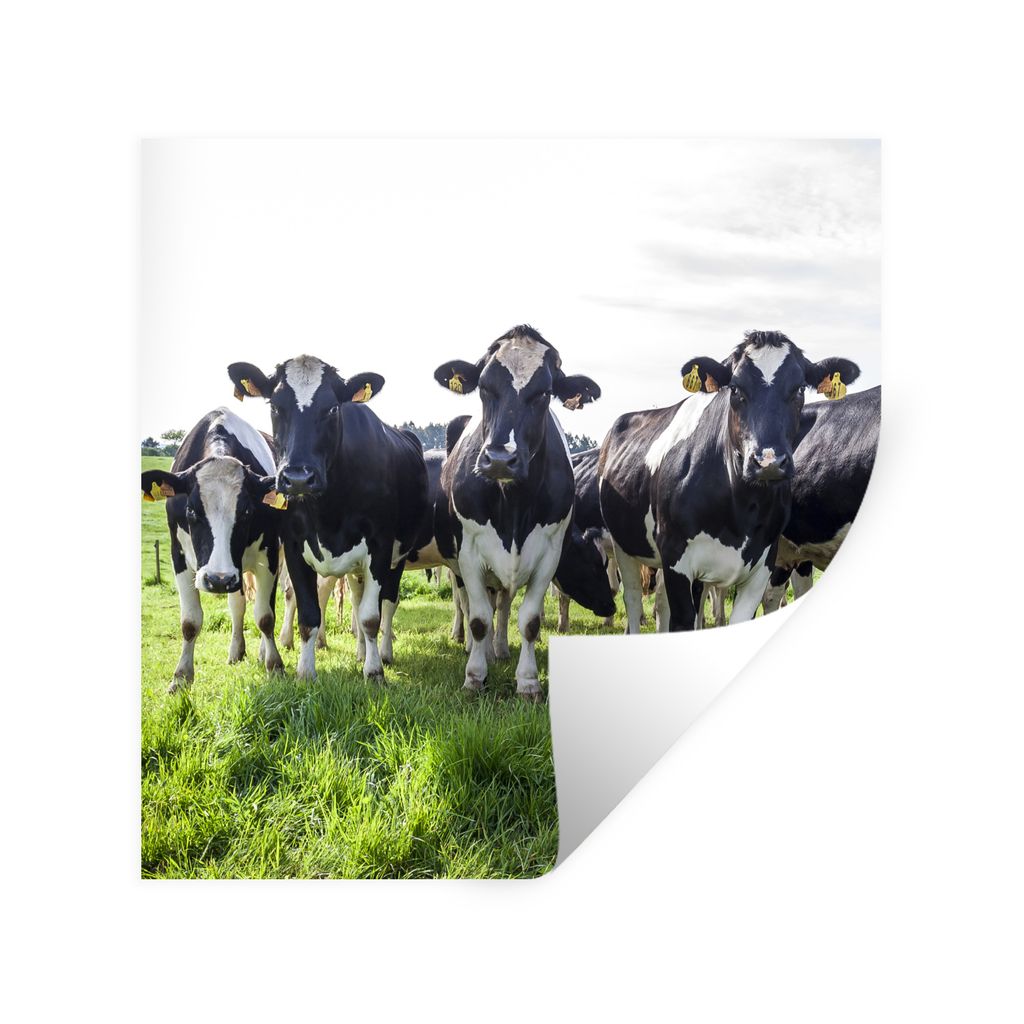 MuchoWow Wandtattoo Wandsticker Wandaufkleber Kühe - Licht - Frühling 50x50 cm Selbstklebend und Repositionierbar - Selbstklebend - Fototapeten