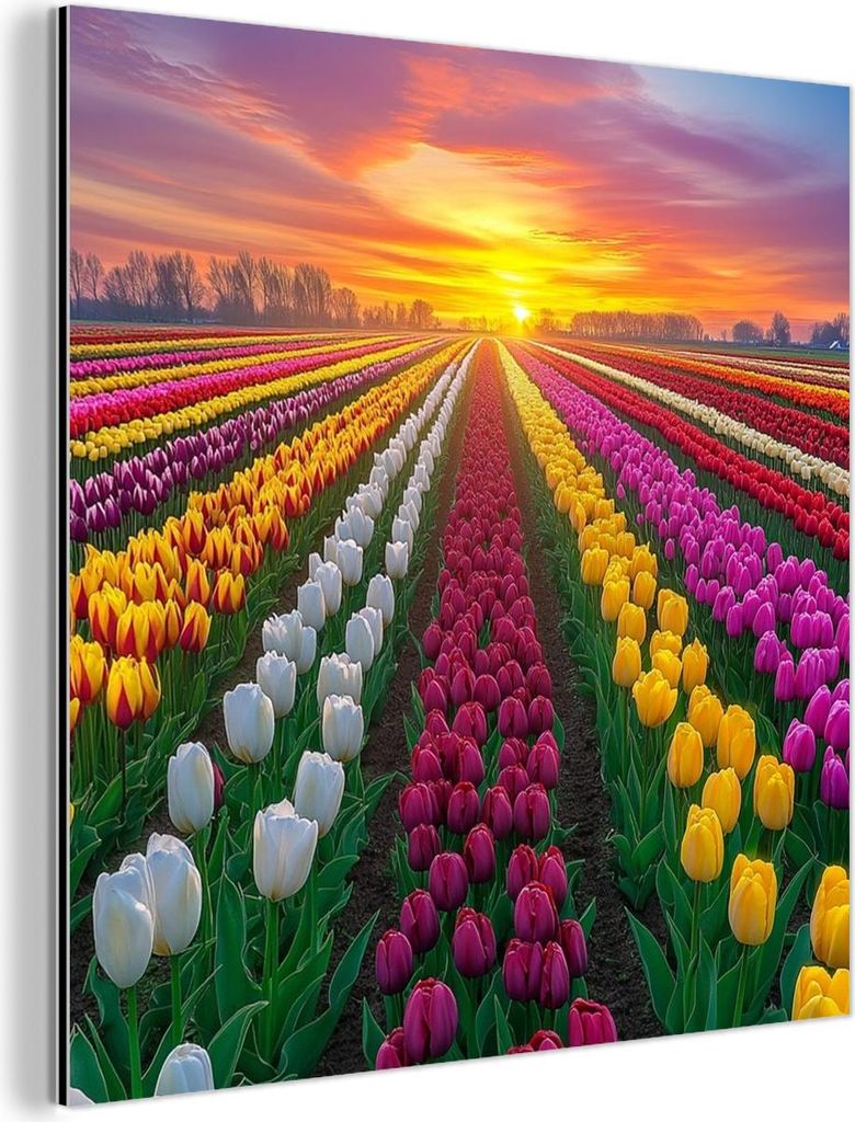 MuchoWow Wanddekoration Metall Metallbild Wandkunst 20x20 cm Tulpenfeld - Sonnenuntergang - Farbenfroh MuchoWow Aluminium Gemälde - Alu Dibond Bilder