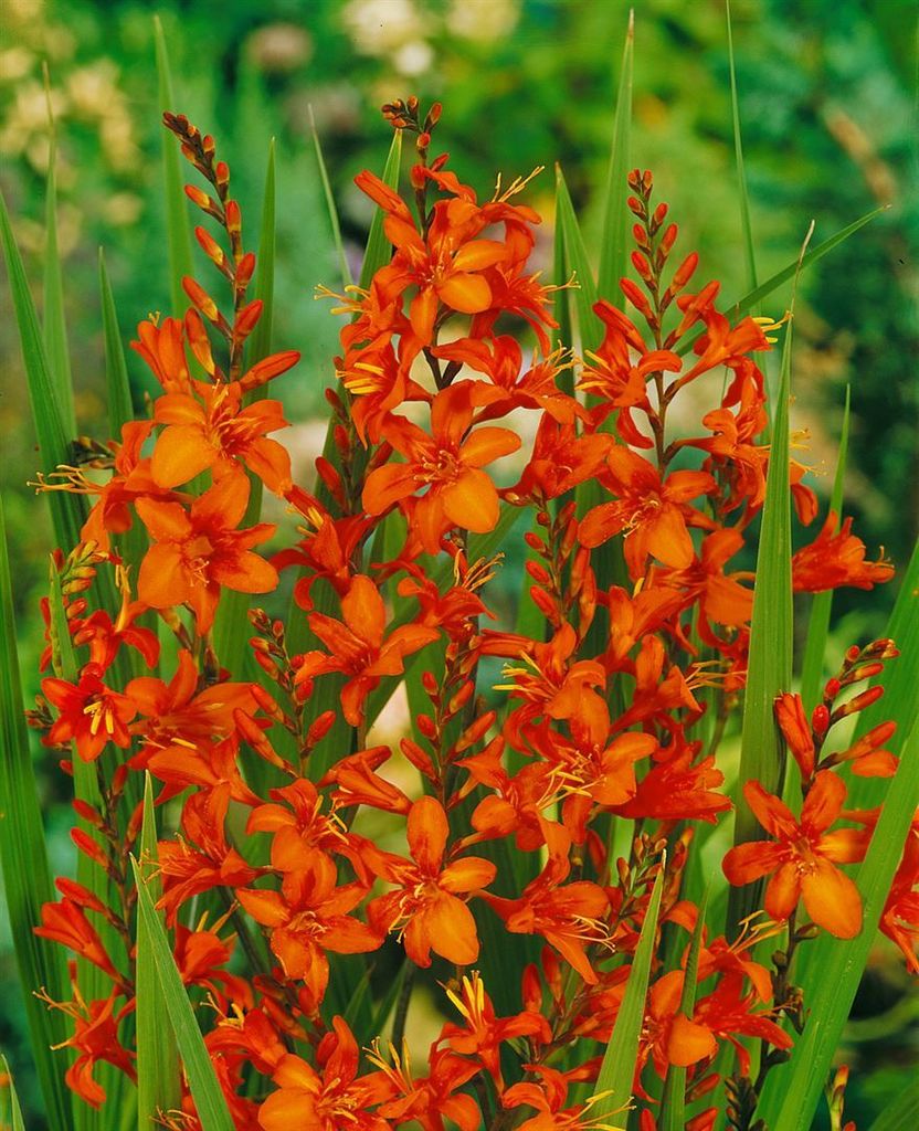 Crocosmia masoniorum, Montbretie, orange Blüten, ca. 11x11 Produktbild 