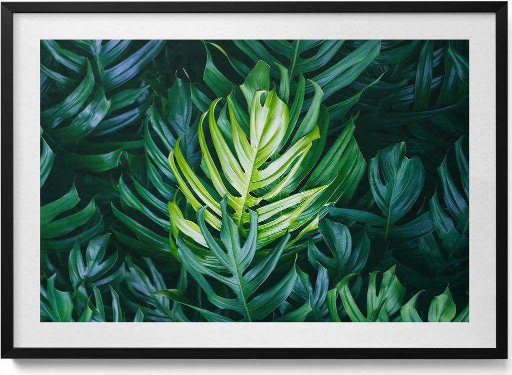Tropische Natur - monstera Blätter– Wandbild mit Rahmen – Gerahmtes Bild – Wanddekoration – 100x70 cm – Schwarz Rahmen
