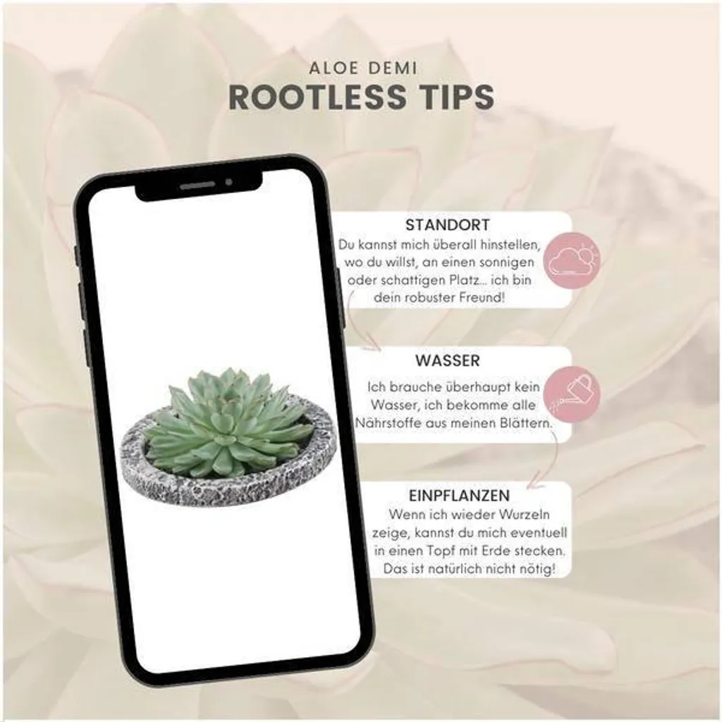 Echeveria pulidonis Ø20 cm : grande rosette décorative aux bords rouges - 5