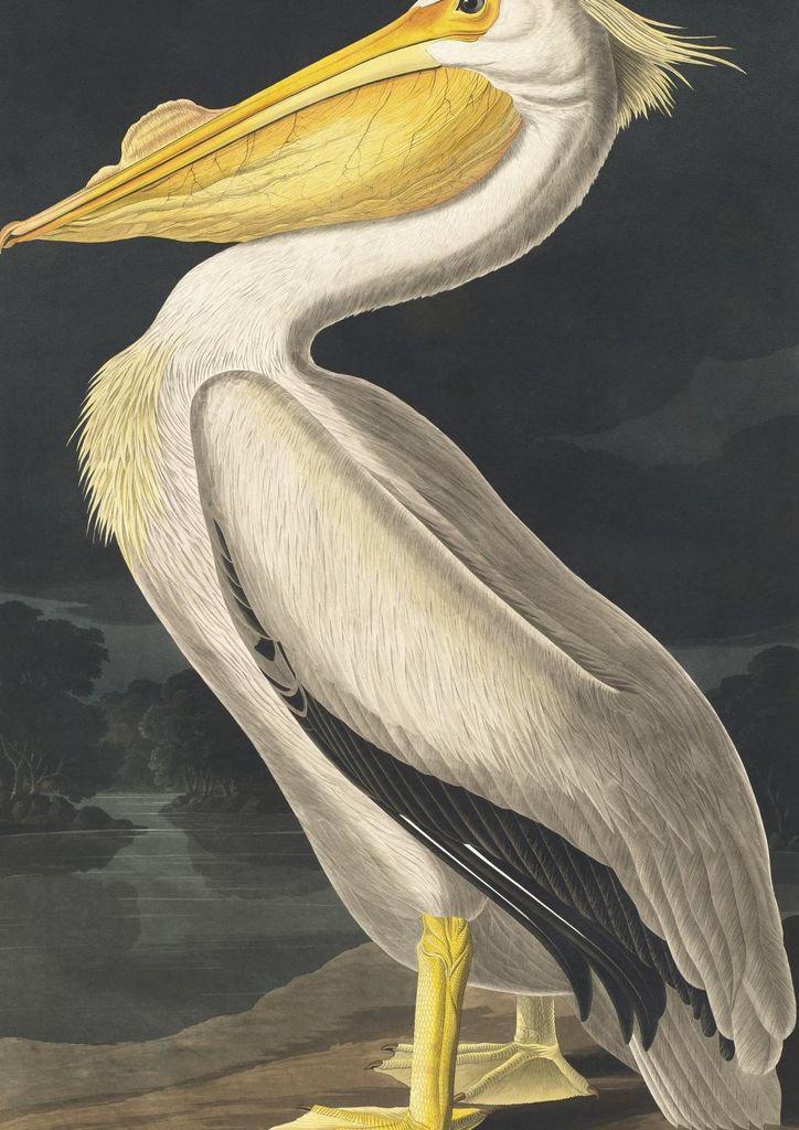 Plakat 21x29,7cm Weißer Pelikan, J.J. Audubon Vintage für das Wohnzimmer
