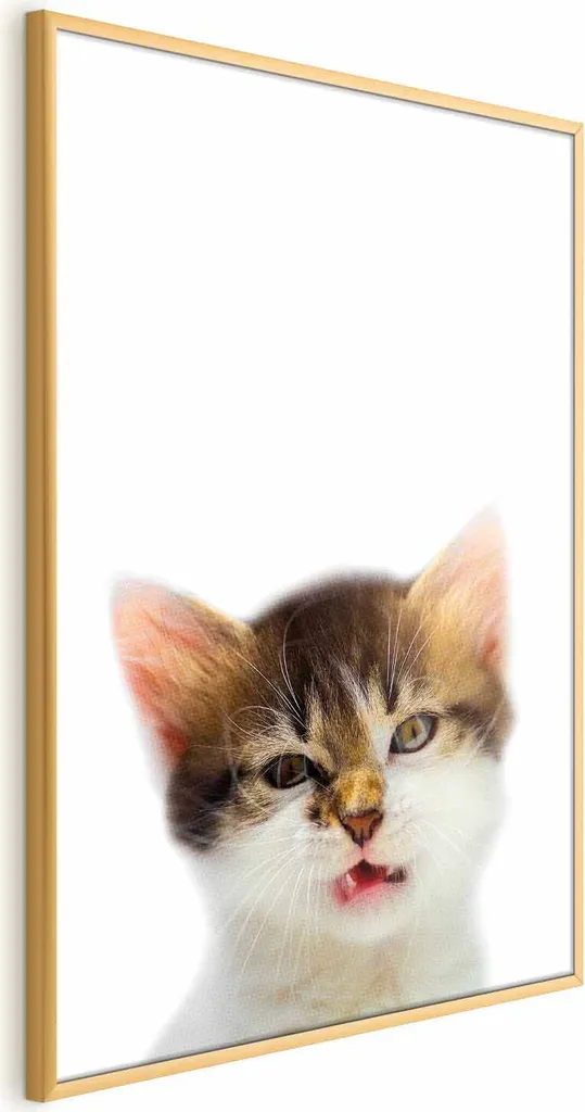 Quadro Gatto Arrabbiato 40x60: Poster con Cornice Oro per Veri Amanti