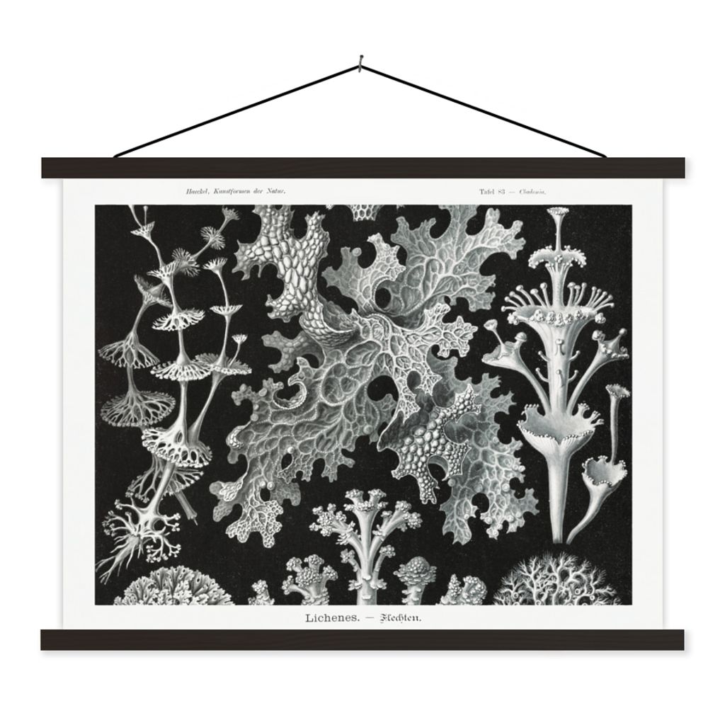 MuchoWow Textilposter Kunst - Koralle - Ernst Haeckel - Alte Meister - Natur 150x113 cm mit schwarzem Rahmen - Wohnzimmer