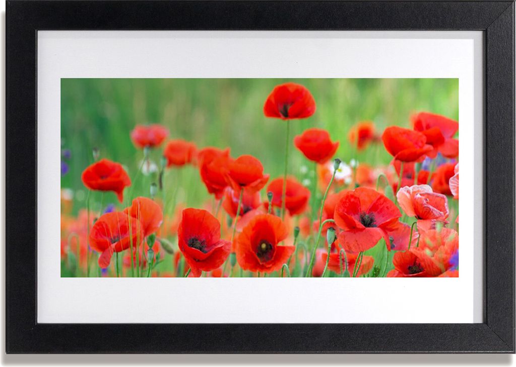 Bild 30x20 MDF-Rahmen Wandkunst Die Pflanze Mohn Natur